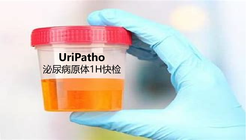 uriPatho，泌尿感染病原谱
