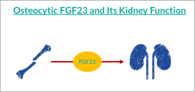 重大突破！研发FGF23项目，精准诊断CKD及CKD-MBD